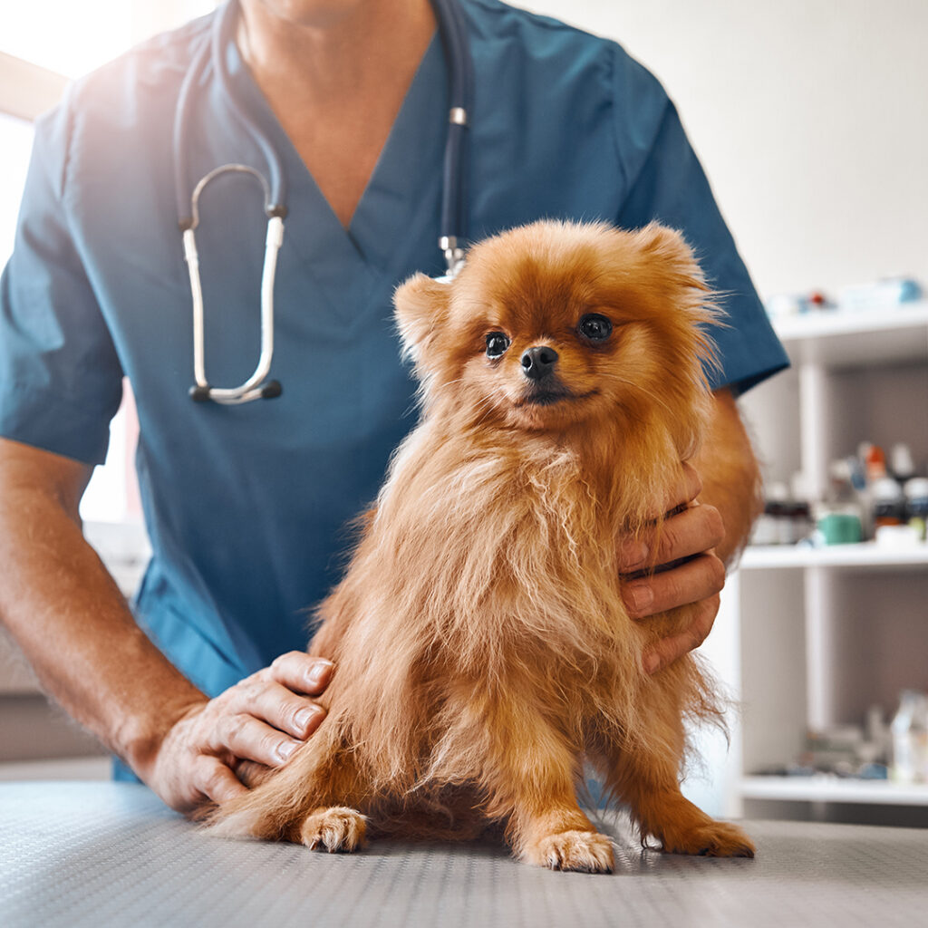 Tuggerah Veterinary Clinic - Pomeranian dog being examined by veterinarian