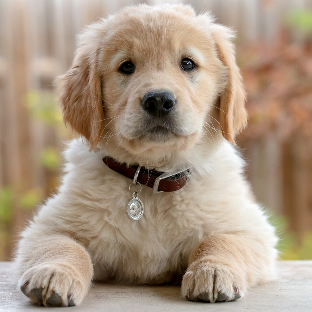 Tuggerah Veterinary Clinic - Golden Retriever Puppy