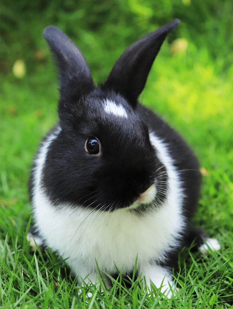 Tuggerah Veterinary Clinic - Pet Bunny Rabbit