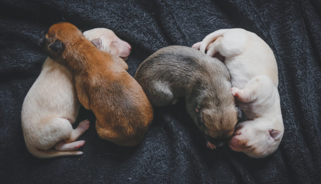 Tuggerah Veterinary Clinic - Newborn Puppies