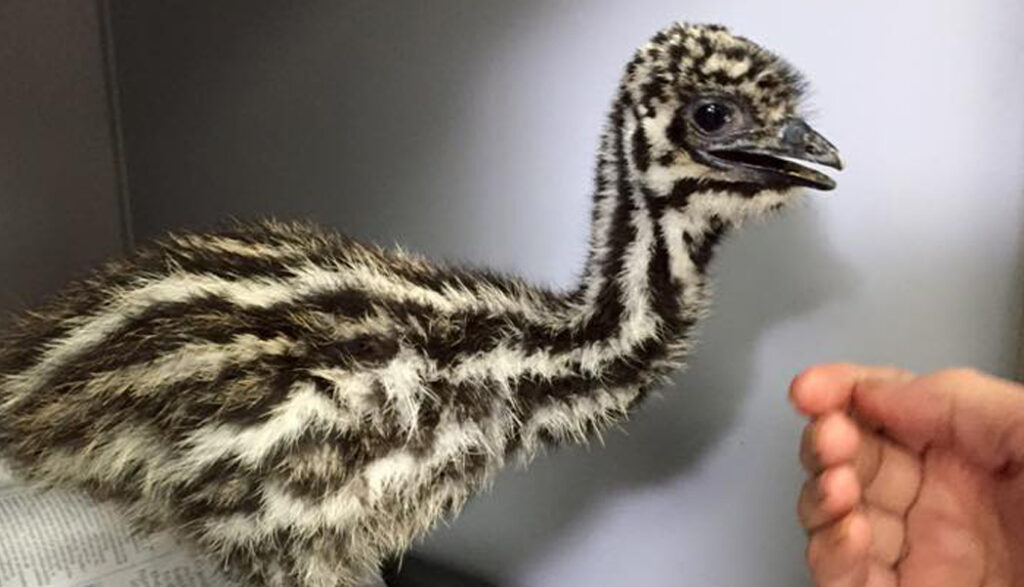 Tuggerah Veterinary Clinic - Wildlife Emu